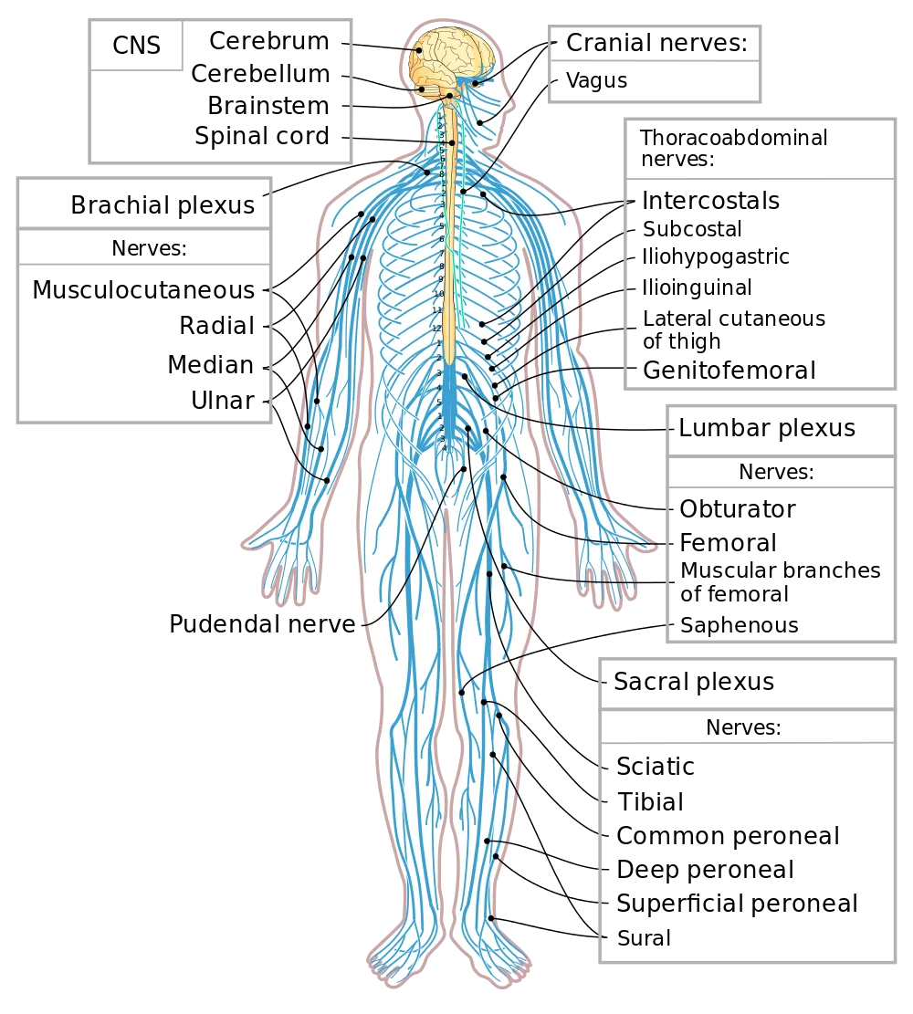 Diagram Of Nerve System Synapse Diagram For Kids