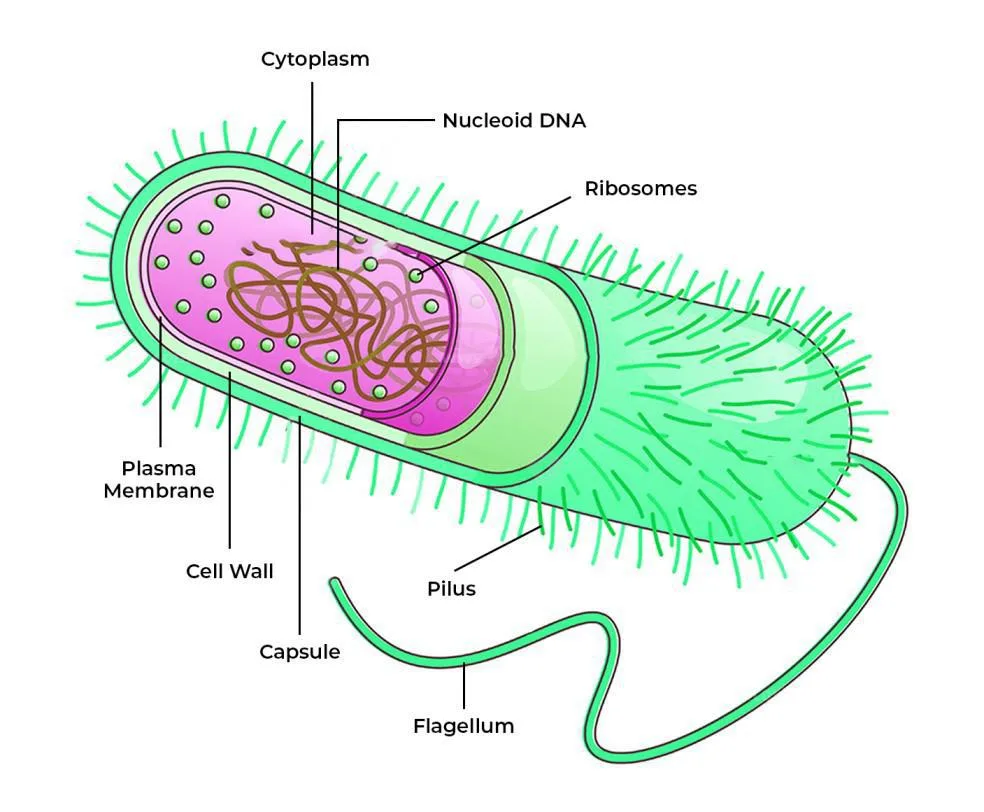 Diagram Of Prokaryotic Cell Structure And Characteristics Geeksforgeeks