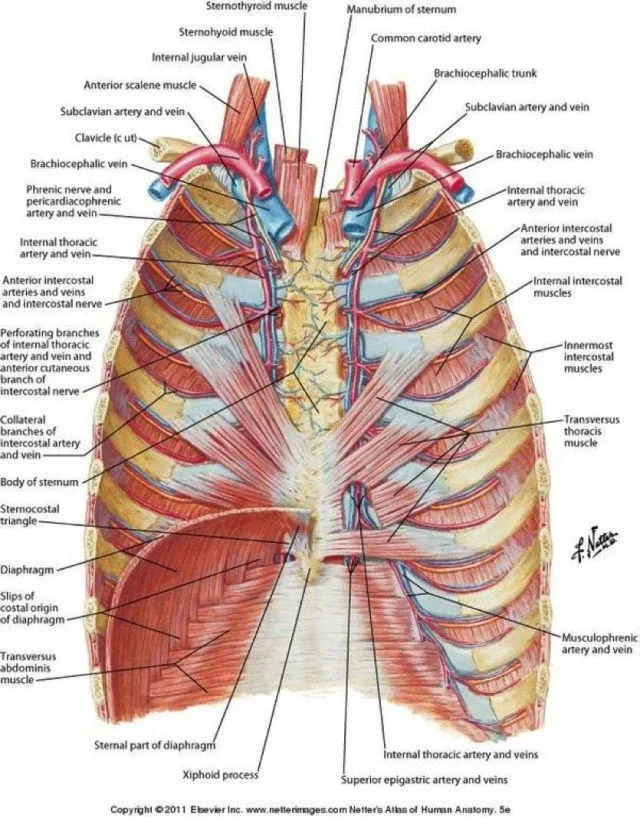 Diagram Of Rib Cage And Organs