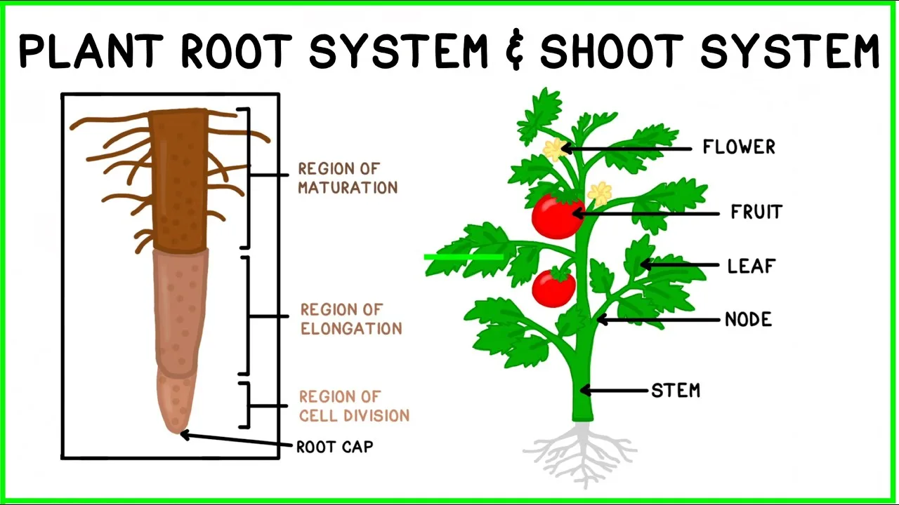 Diagram Of Root System In Plant Functions Sciencefacts