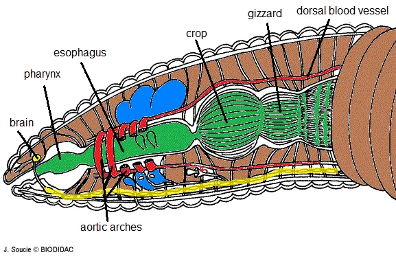 Diagram Of The Earthworms Circulatory System Earthworm Circu