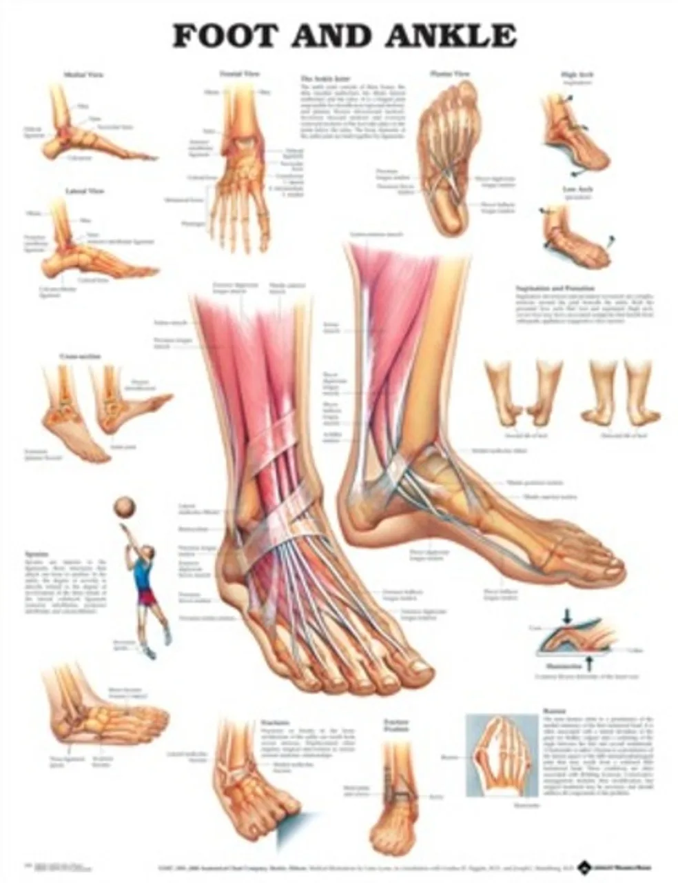 Diagram Of The Foot And Ankle Bones Of The Foot Diagram Imag