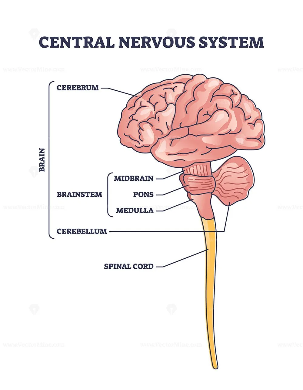 Diagram Of The Human Nervous System Download File Te Nervous