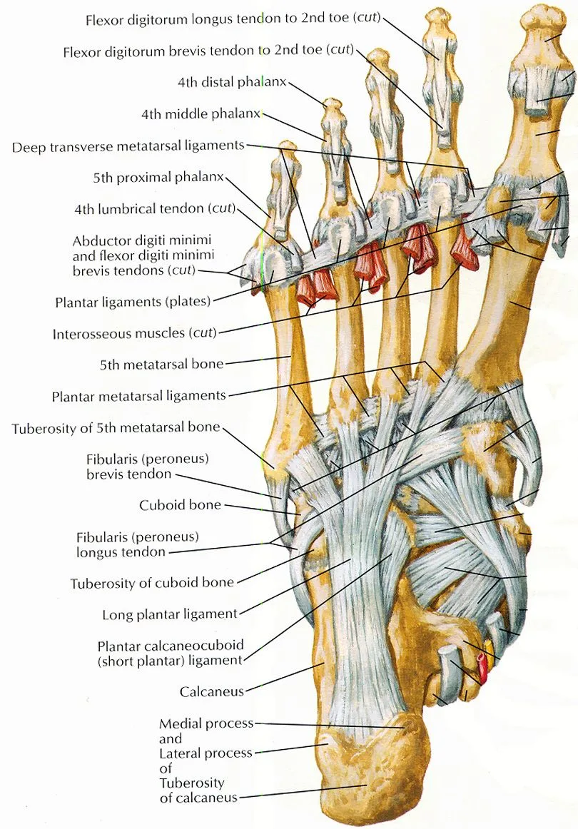 Diagram Of The Left Foot
