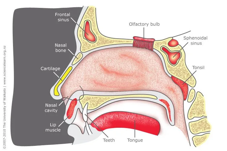 Diagram Of The Nose And Its Functions Nose Structure