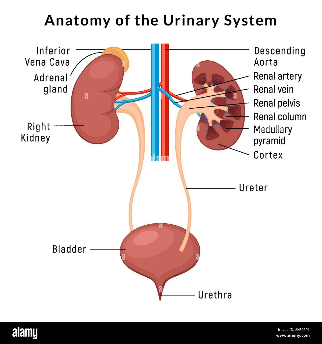 Diagram Of Urinary System With Labels Human Urinary System L