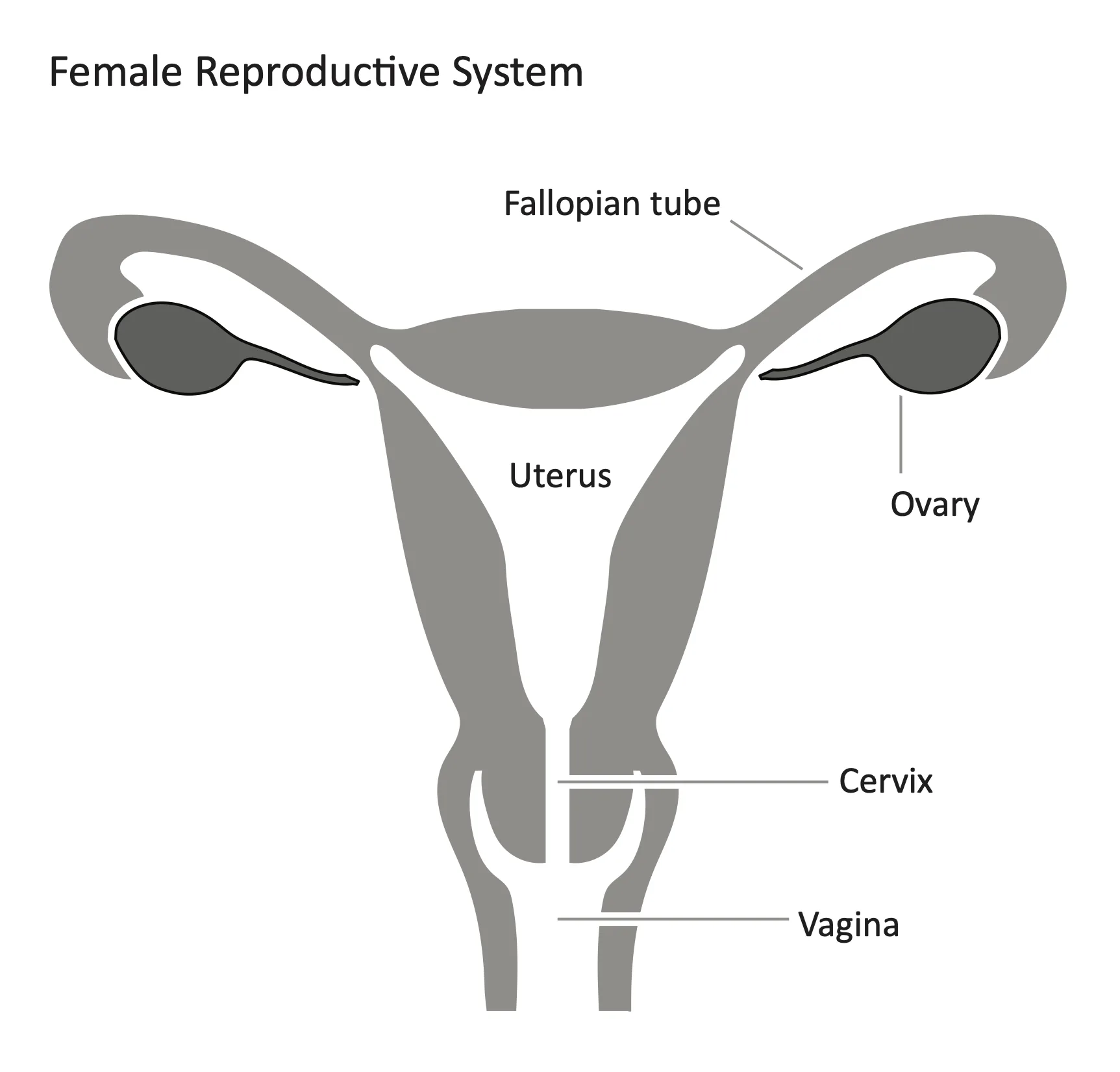 Diagram Of Women S Reproductive System