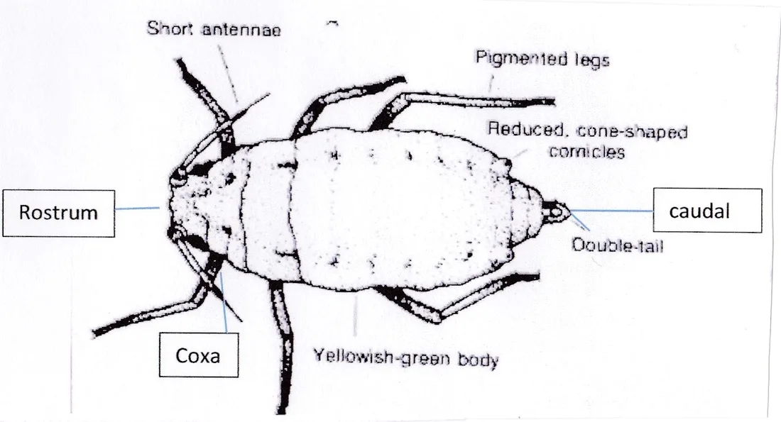Diagram Parthenogenesis Diagram Aphids