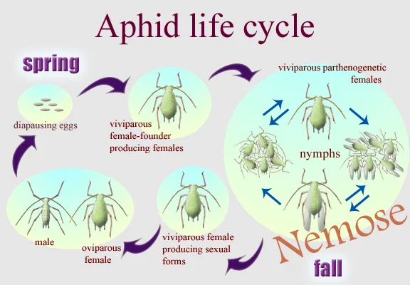 Diagram Parthenogenesis Diagram Aphids