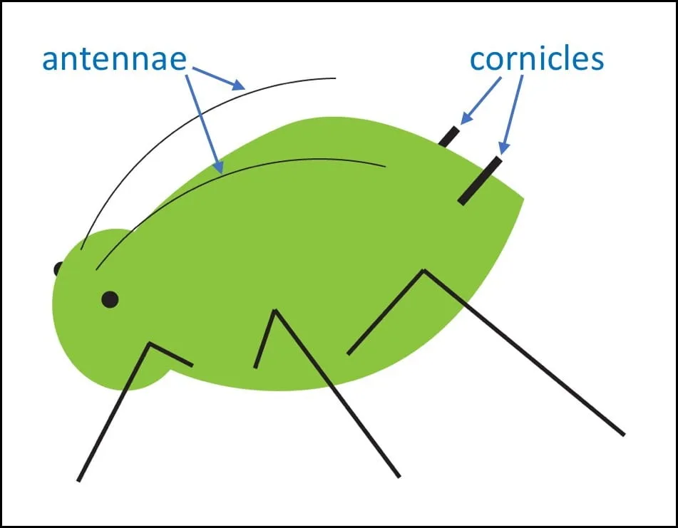 Diagram Parthenogenesis Diagram Aphids