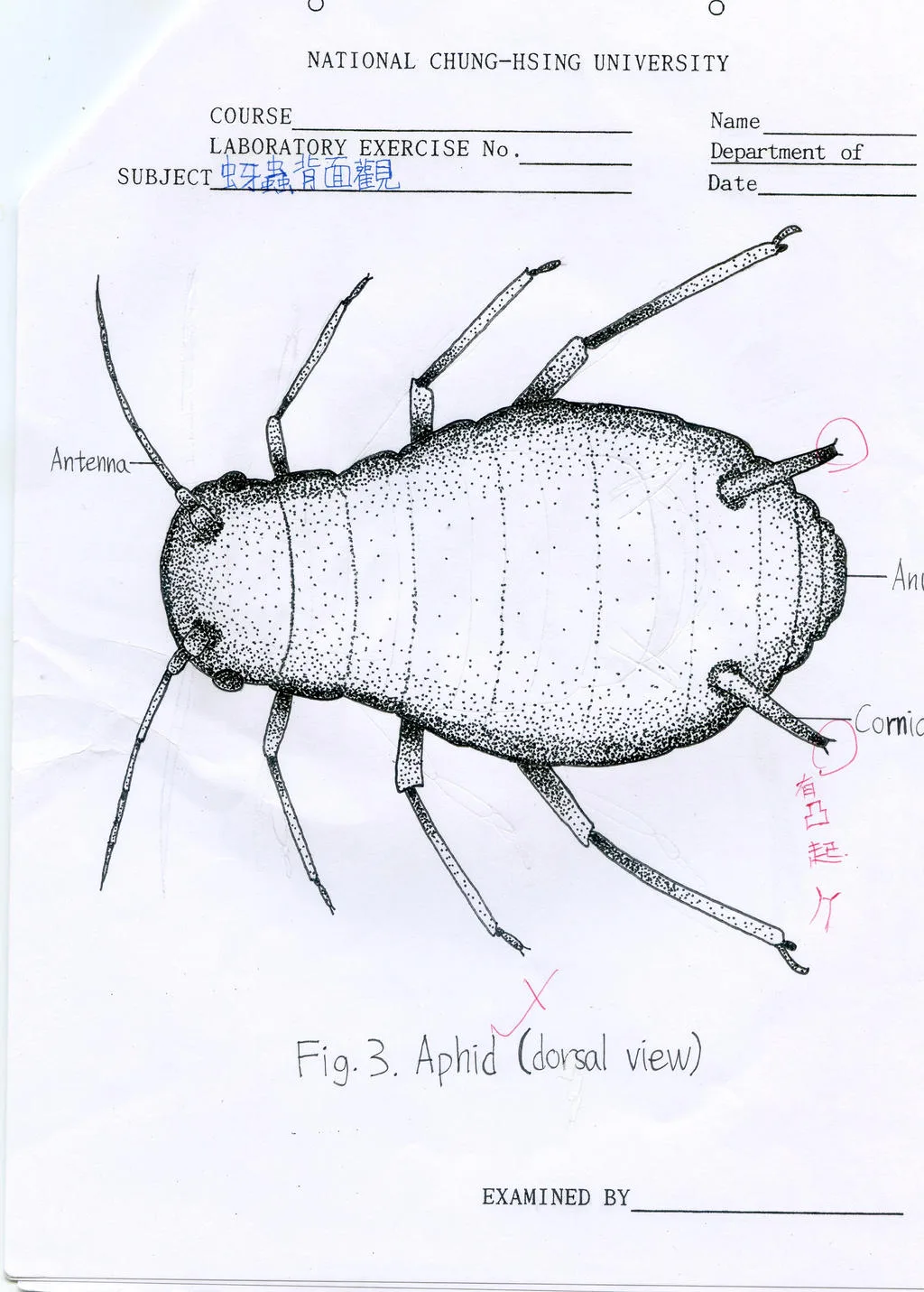 Diagram Parthenogenesis Diagram Aphids