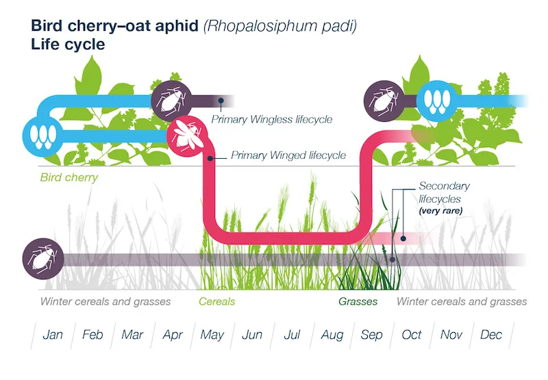 Diagram Parthenogenesis Diagram Aphids