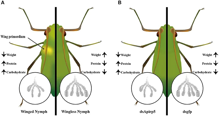 Diagram Parthenogenesis Diagram Aphids