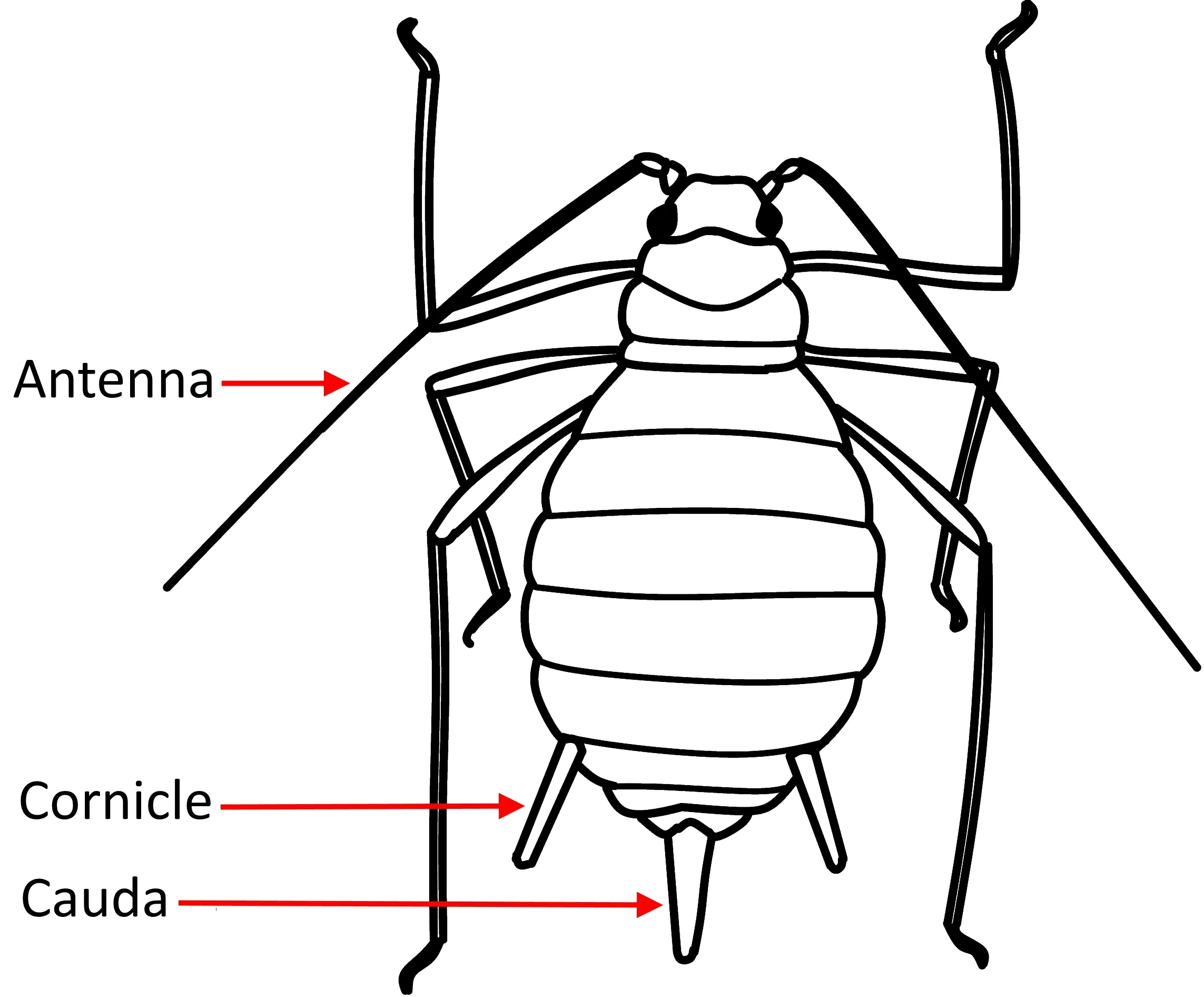 Diagram Parthenogenesis Diagram Aphids