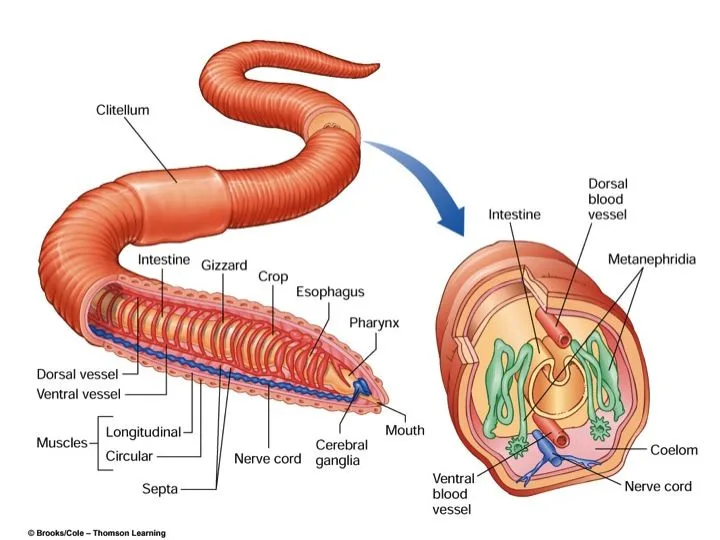 Diagram Phylum Annalida Earthworms Worm Farm Science Crafts
