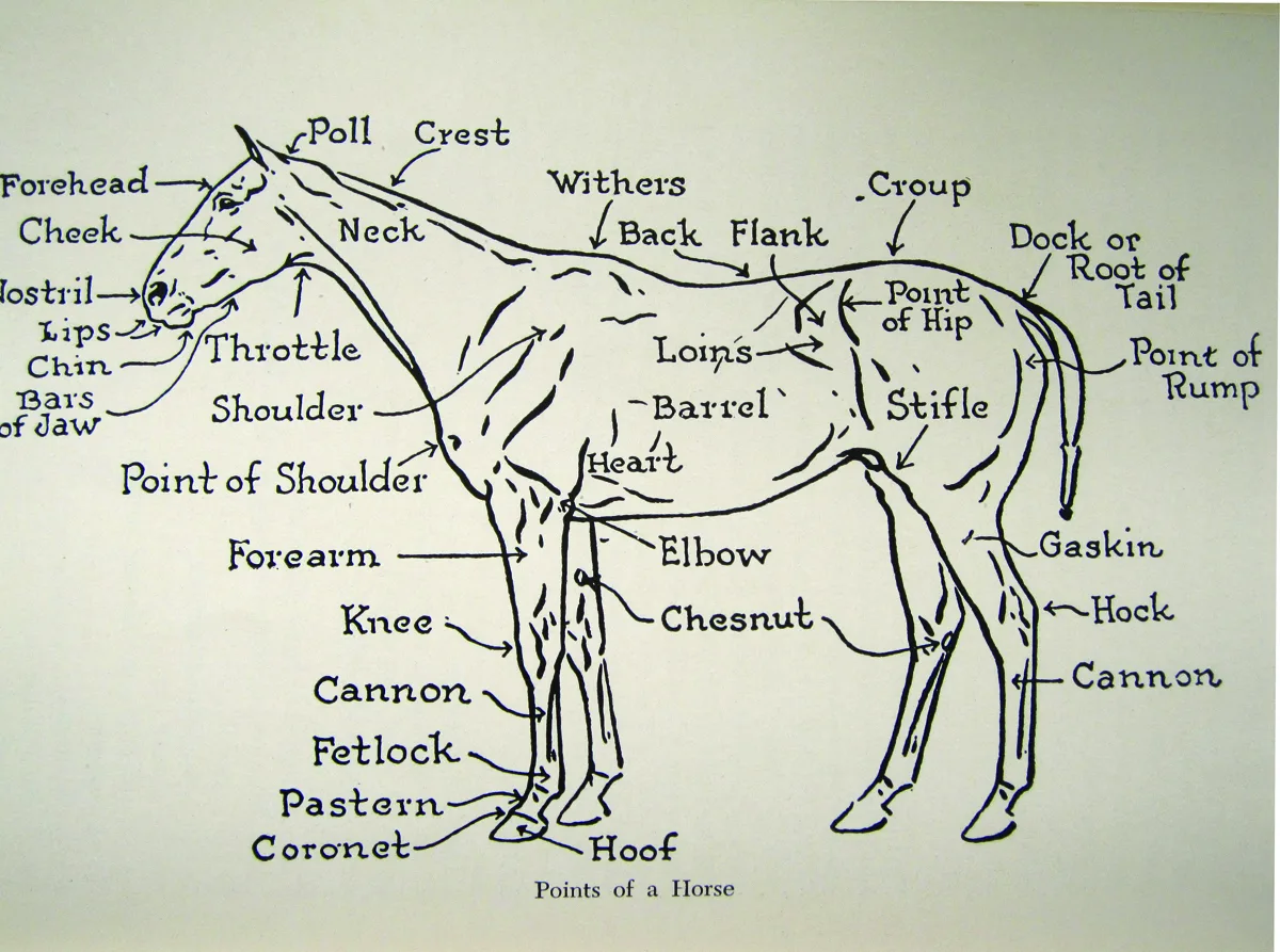 Diagram Reproductive Diagram Of Horse