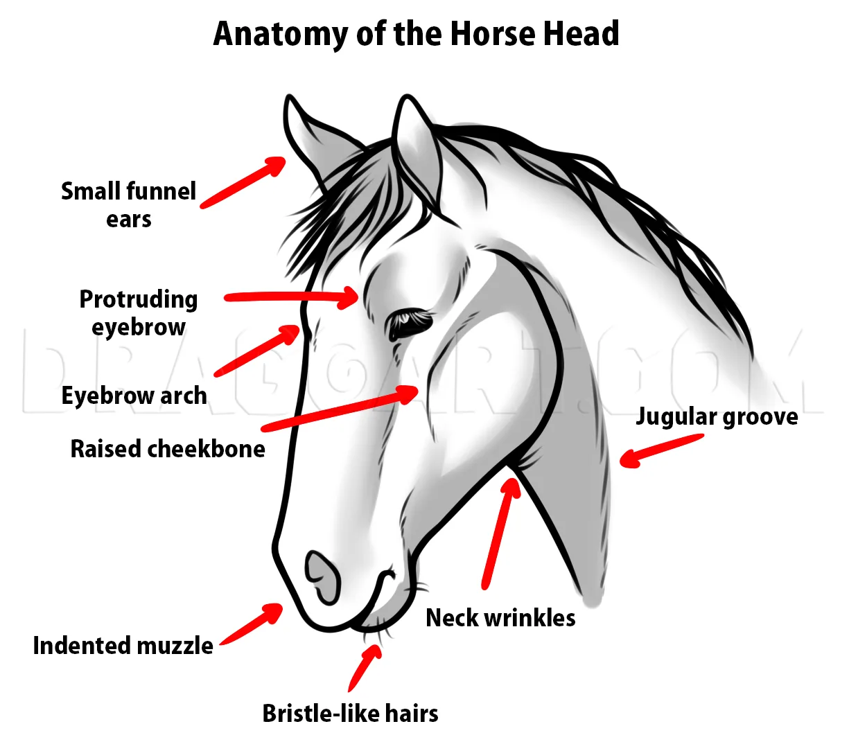 Diagram Reproductive Diagram Of Horse