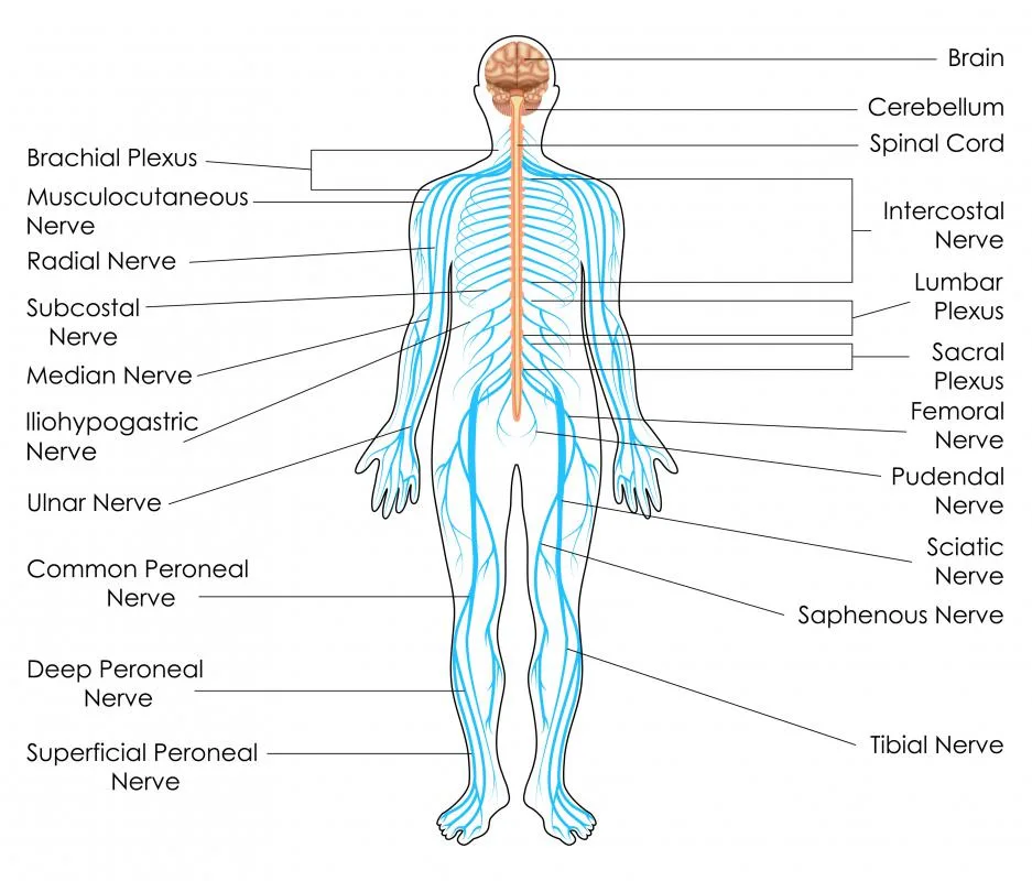 Diagram Rib Nerve Diagram