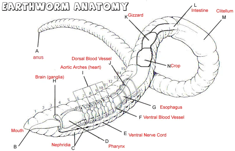 Diagram Science Worm Diagram
