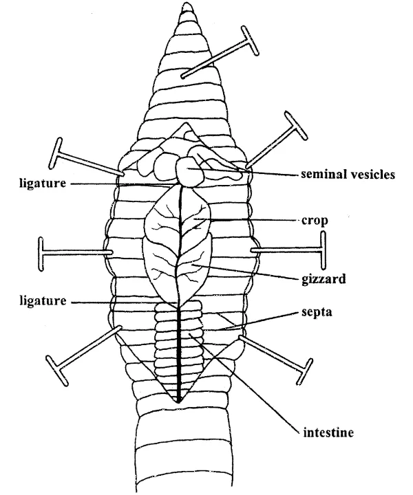 Diagram Science Worm Diagram