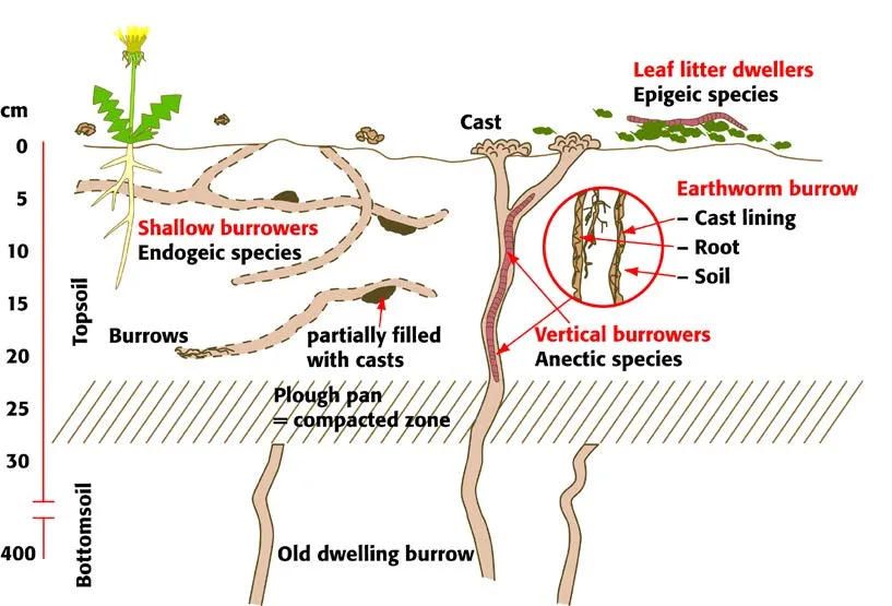 Diagram Science Worm Diagram