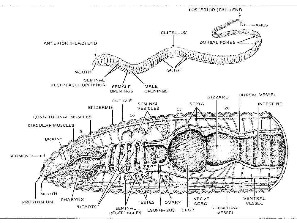 Diagram Science Worm Diagram