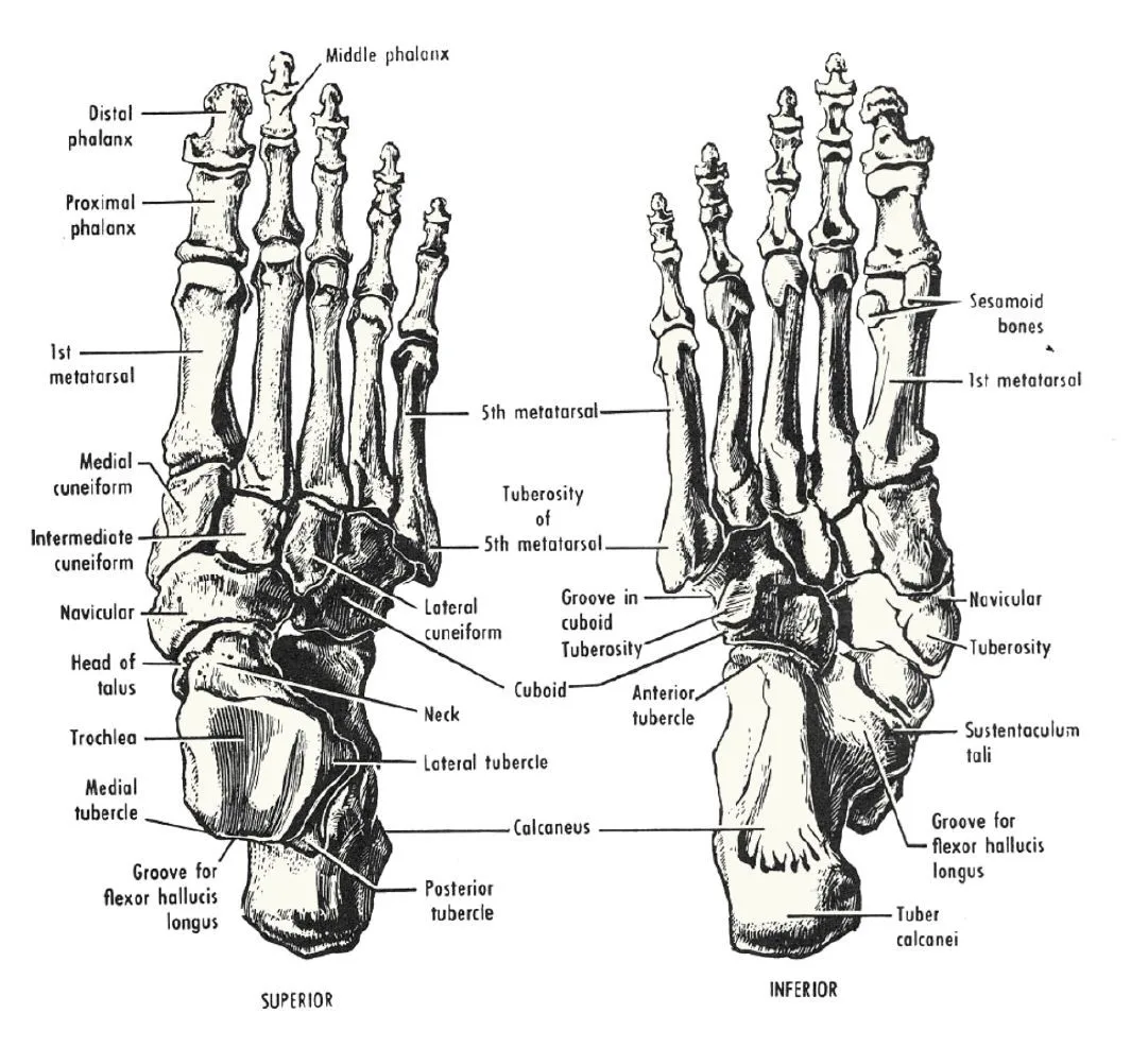 Diagram Tendons Of The Foot Diagram