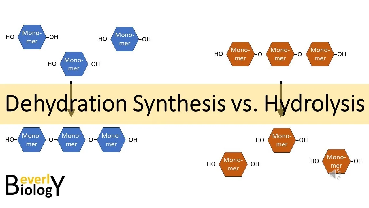 Diagram The Process Of Dehydration Synthesis And Hydrolysis
