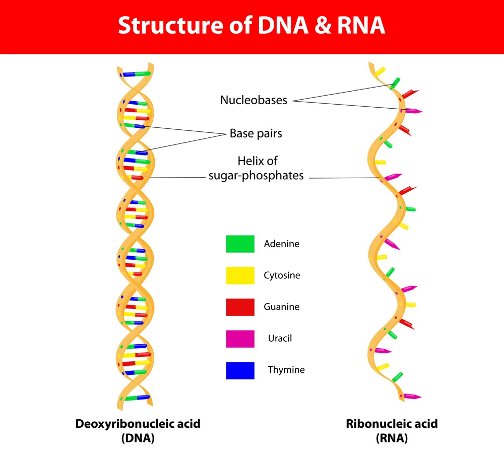 Diagram Transfer Rna Diagram