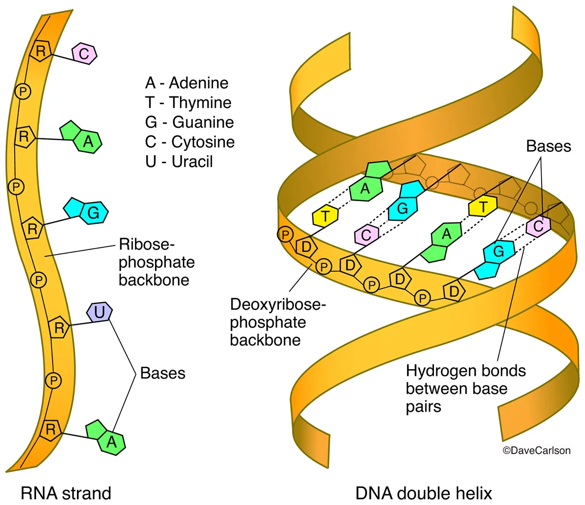 Diagram Transfer Rna Diagram