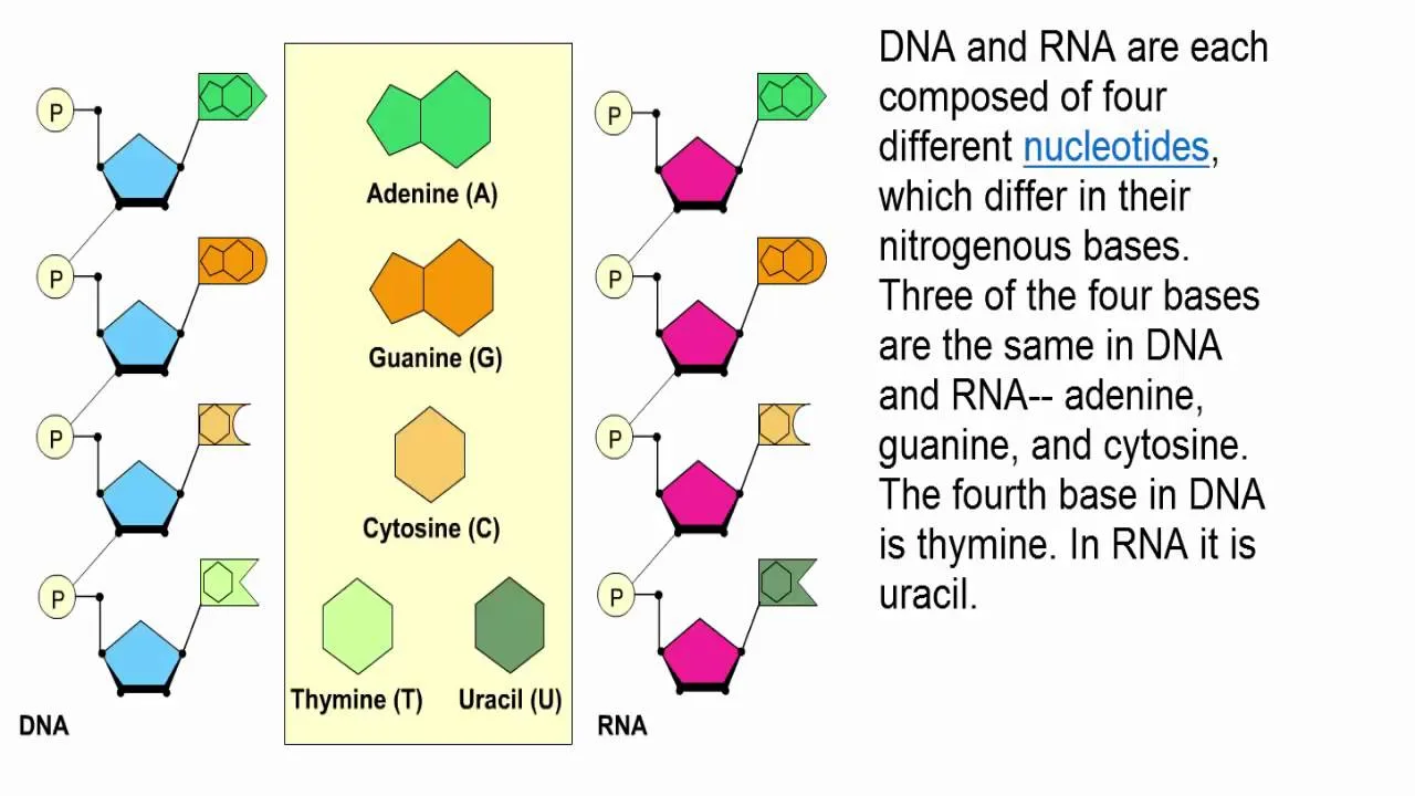 Diagram Transfer Rna Diagram