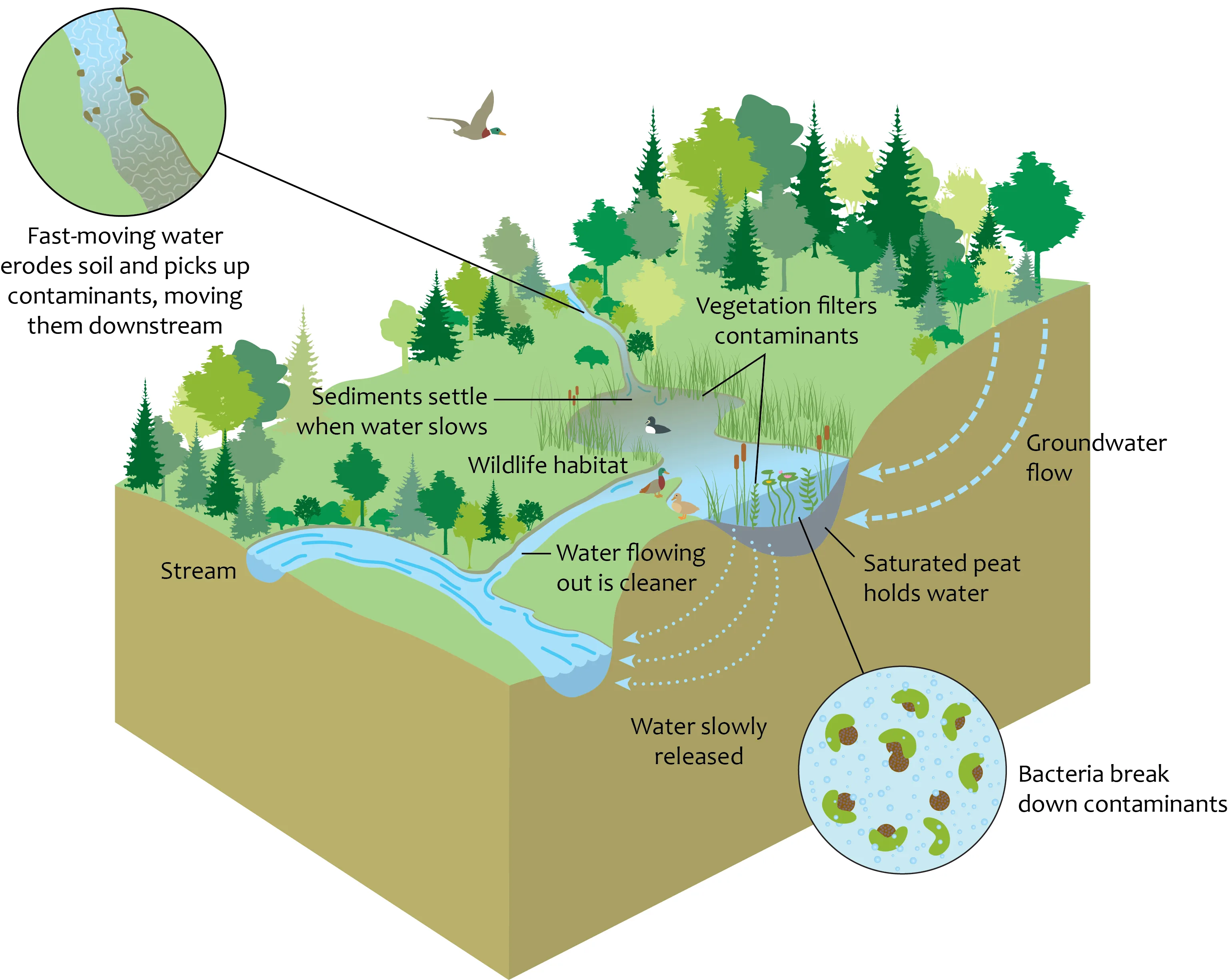 Diagram Urban Wetland Diagram