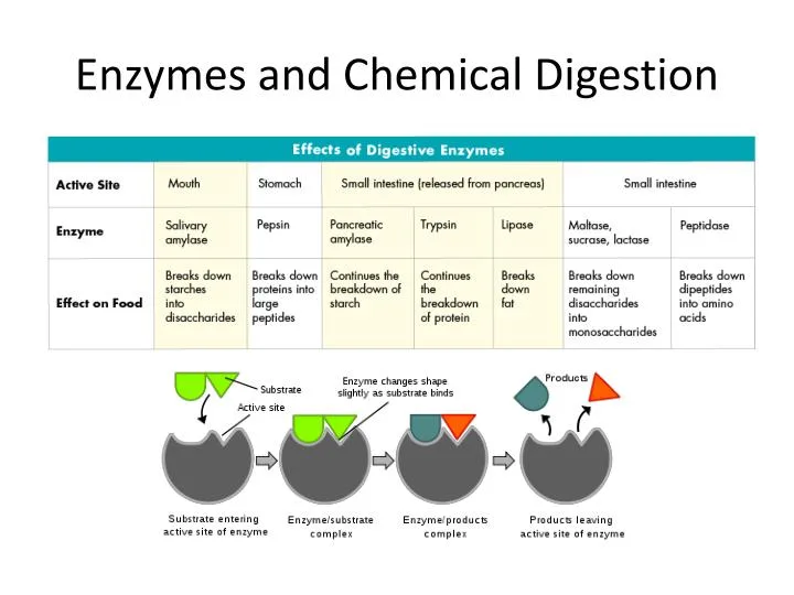 Diagram Venn Diagram Of Chemical And Mechanical Disgestion