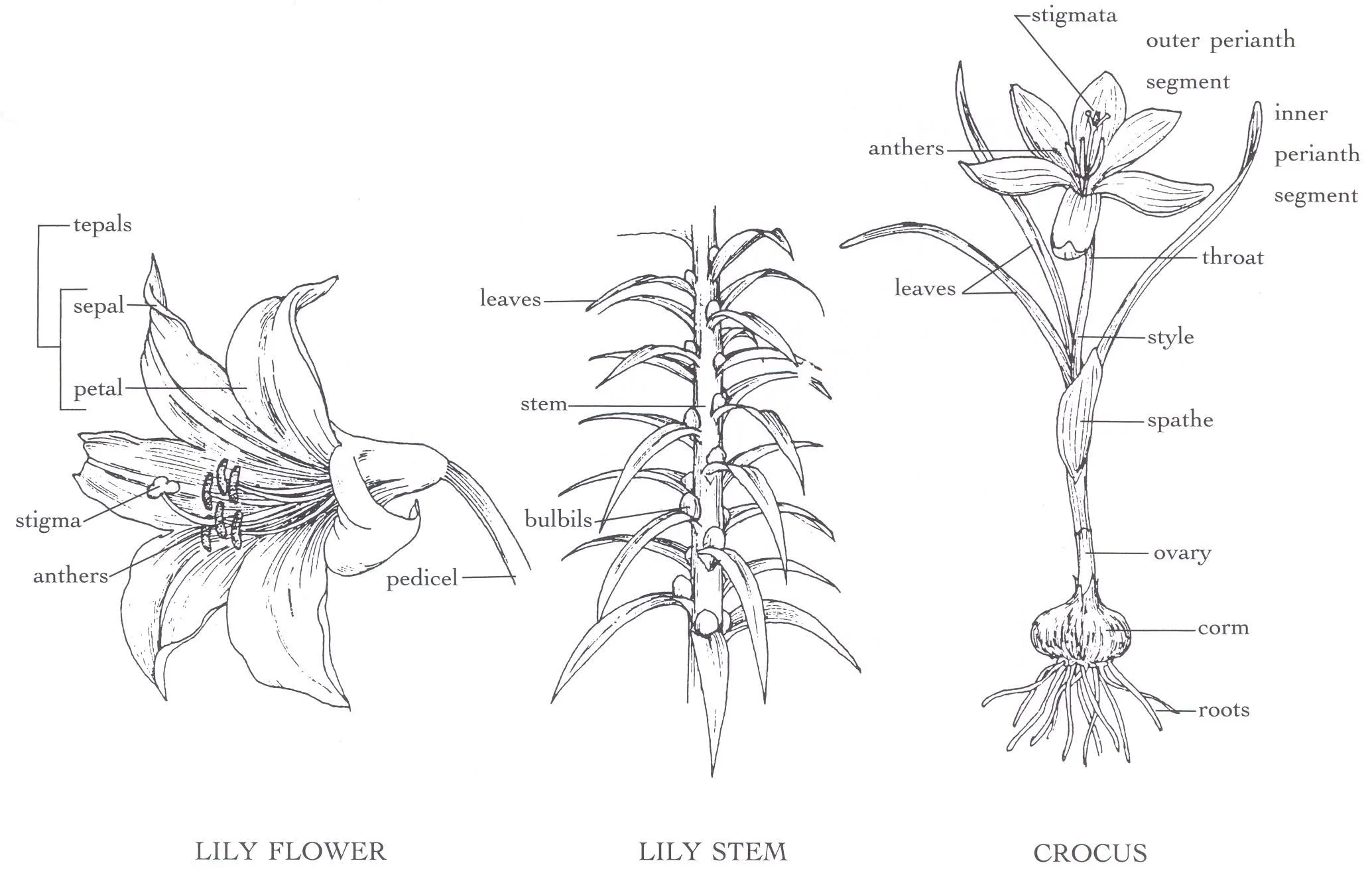 Diagram Water Lily Anatomy Lily Water Plant Diagram Lilies F