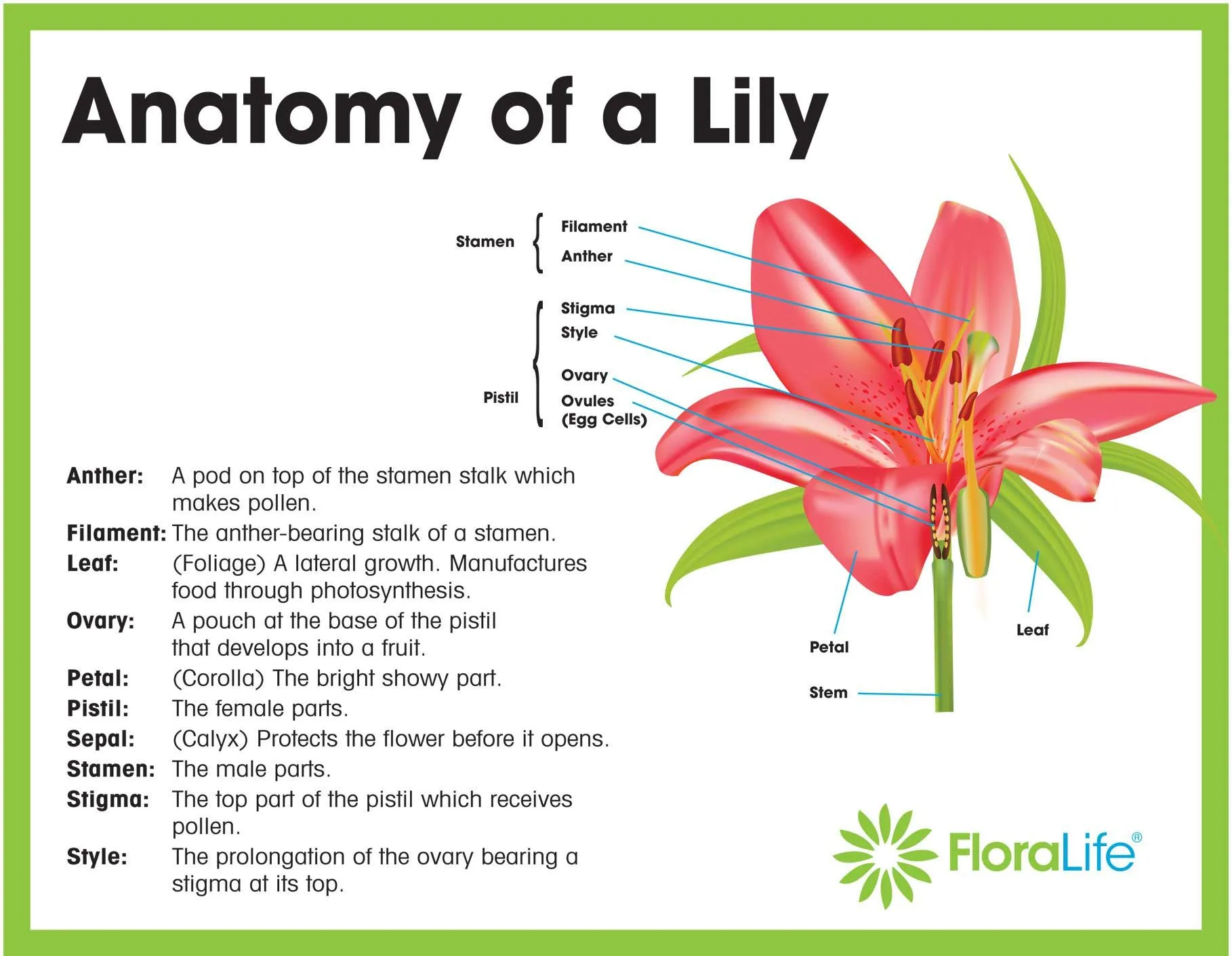 Diagram Water Lily Anatomy Lily Water Plant Diagram Lilies F