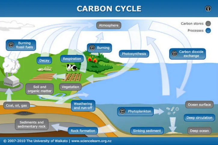 Diagrams The Carbon Cycle