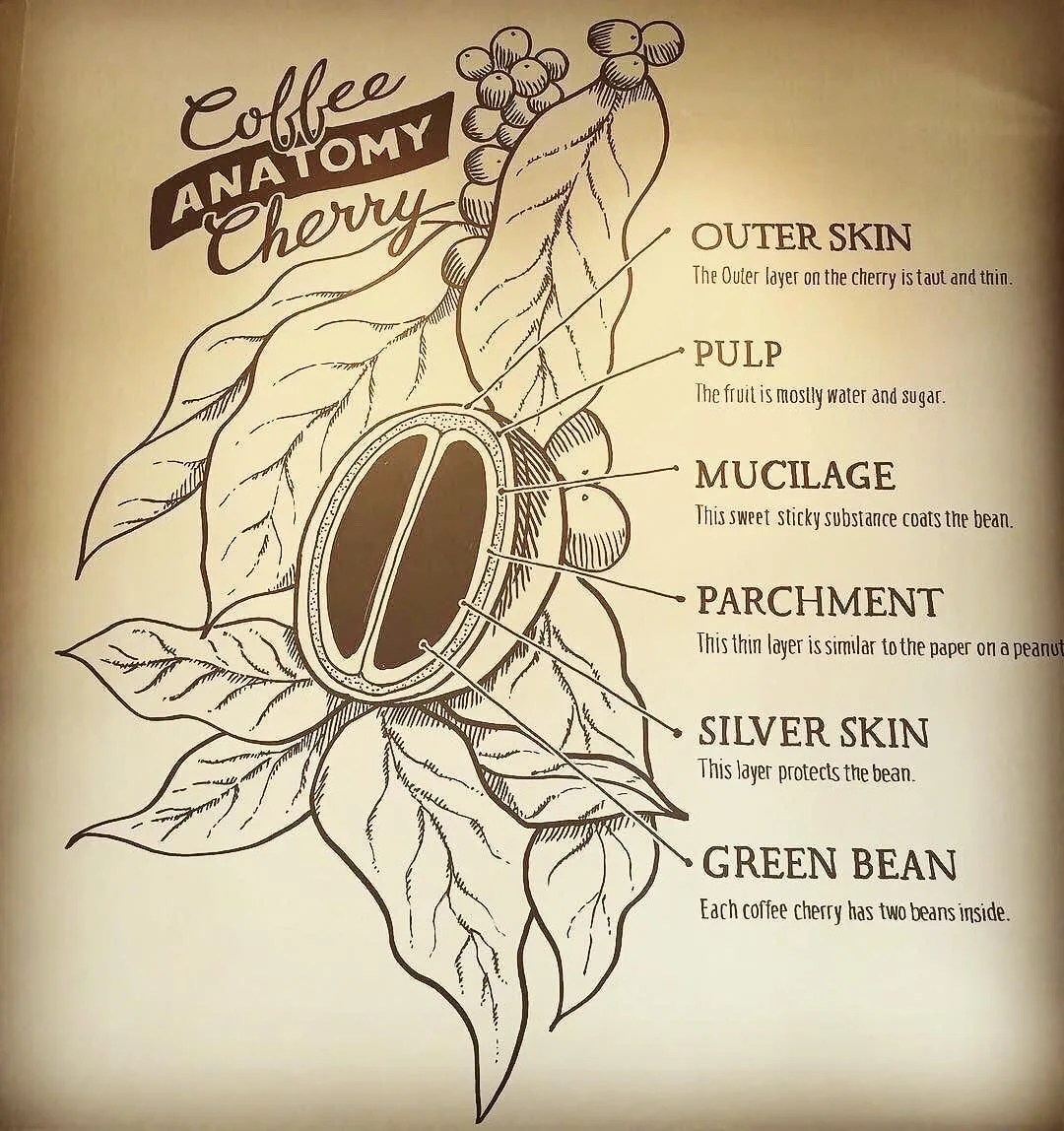 Did You Know The Anatomy Of The Coffee Cherry Note Not All Coffee Cherries Produce 2 Beans