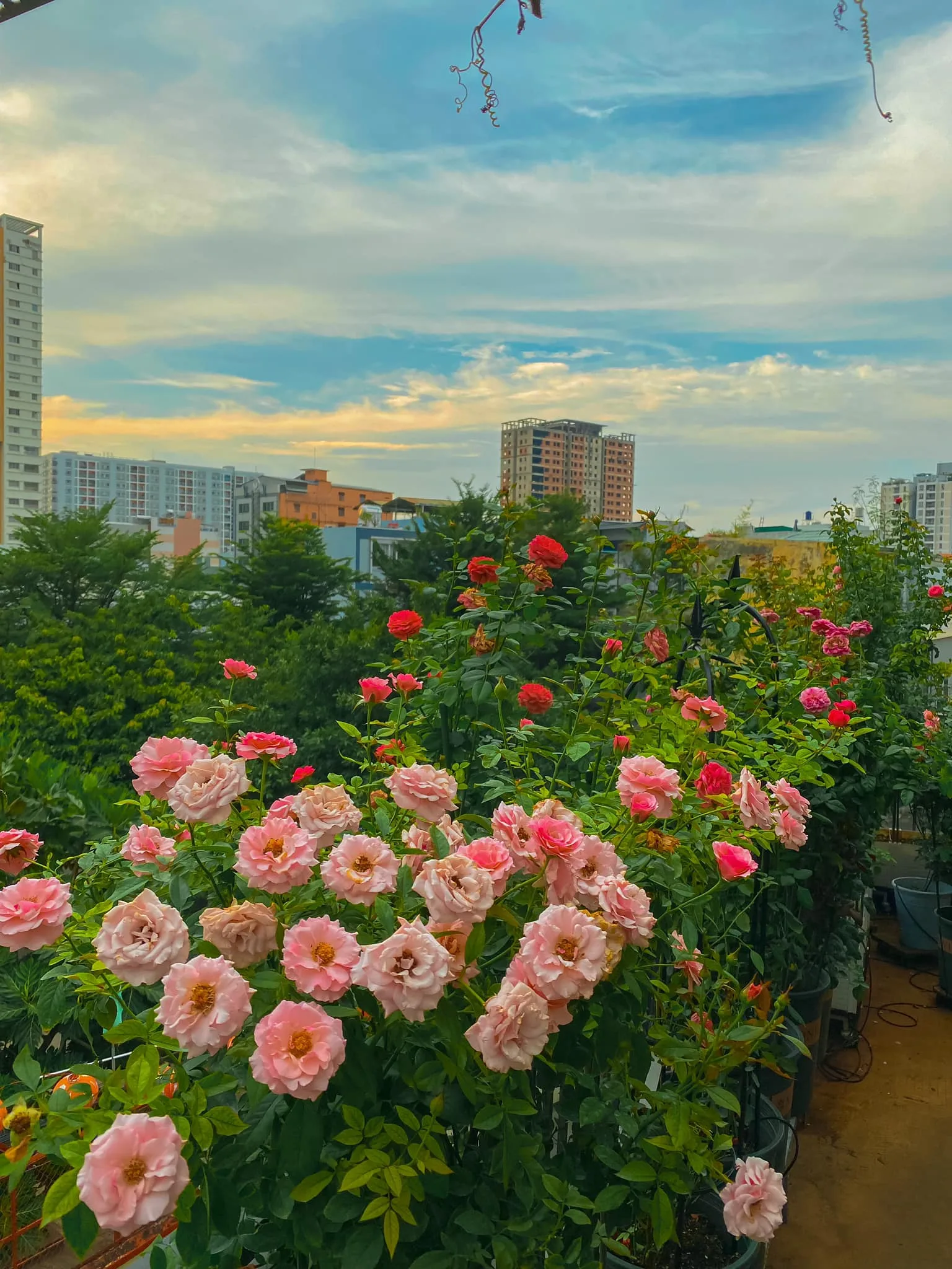 Điểm Đến Ảnh Vườn Hoa Hồng Đẹp Cho Ngày Cuối Tuần