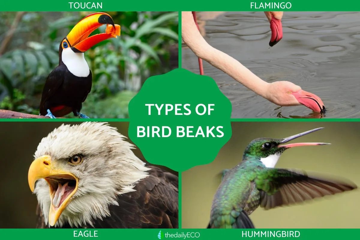 Diffe Types Of Bird Beaks And Their Uses