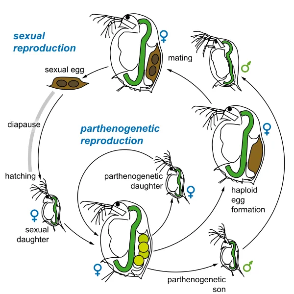 Difference Between Parthenogenesis And Hermaphroditism