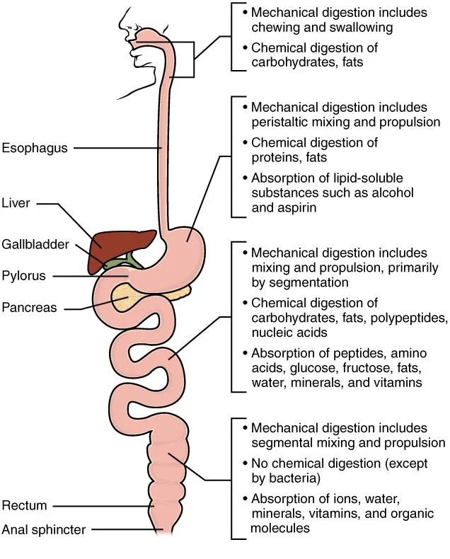 Digestion Mechanical Chemical Study Pinterest