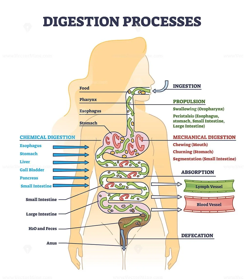 Digestion Processes As Overall Gastrointestinal Tract Organs Outline Diagram Educational Food