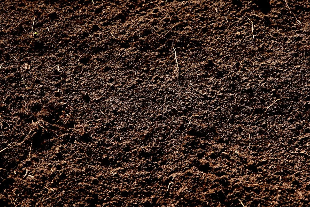 Dirt Texture