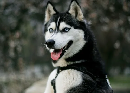 Discover The Siberian Husky Traits Care And Training