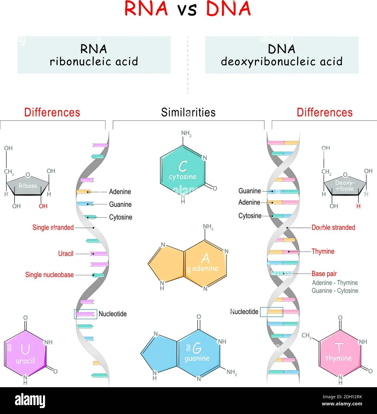 Dna And Rna Structure Diagram Which Describes The Correct Pa