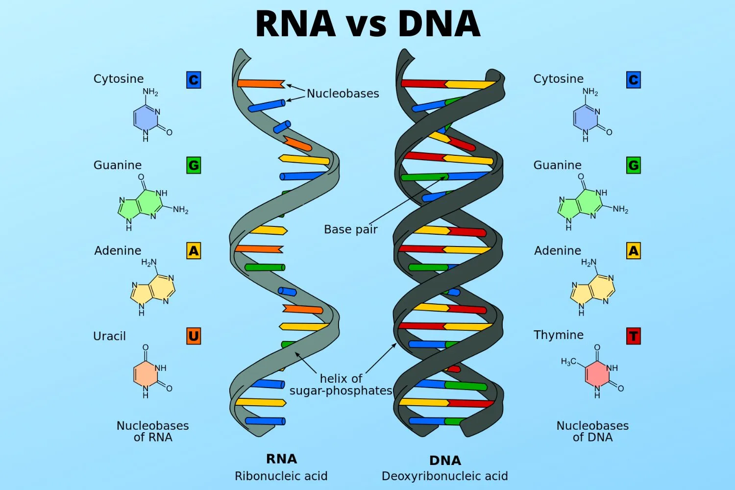 Dna Vs Rna Structure Diagram Dna Vs Rna Chemical Structure