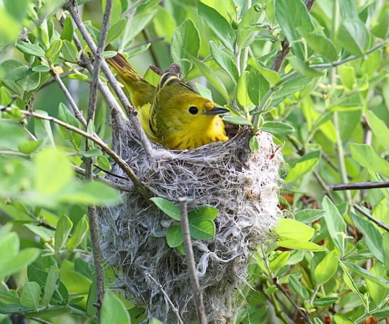 Do Birds Nest Near Each Other At Jimmie Mcdonald Blog