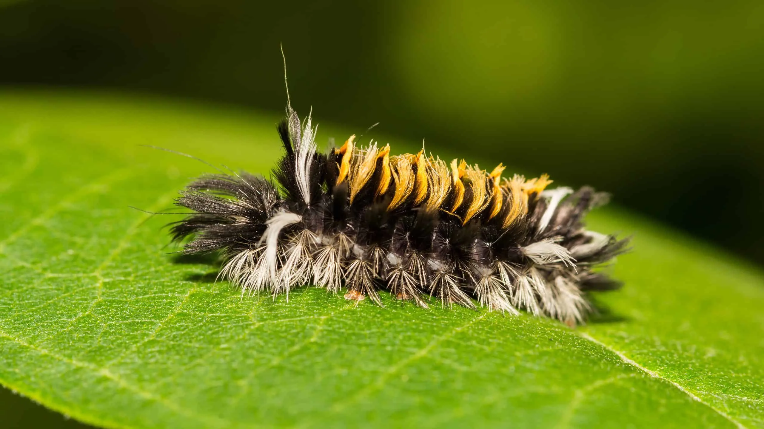 Do Caterpillars Bite Or Sting Prevention And Treatment Tips