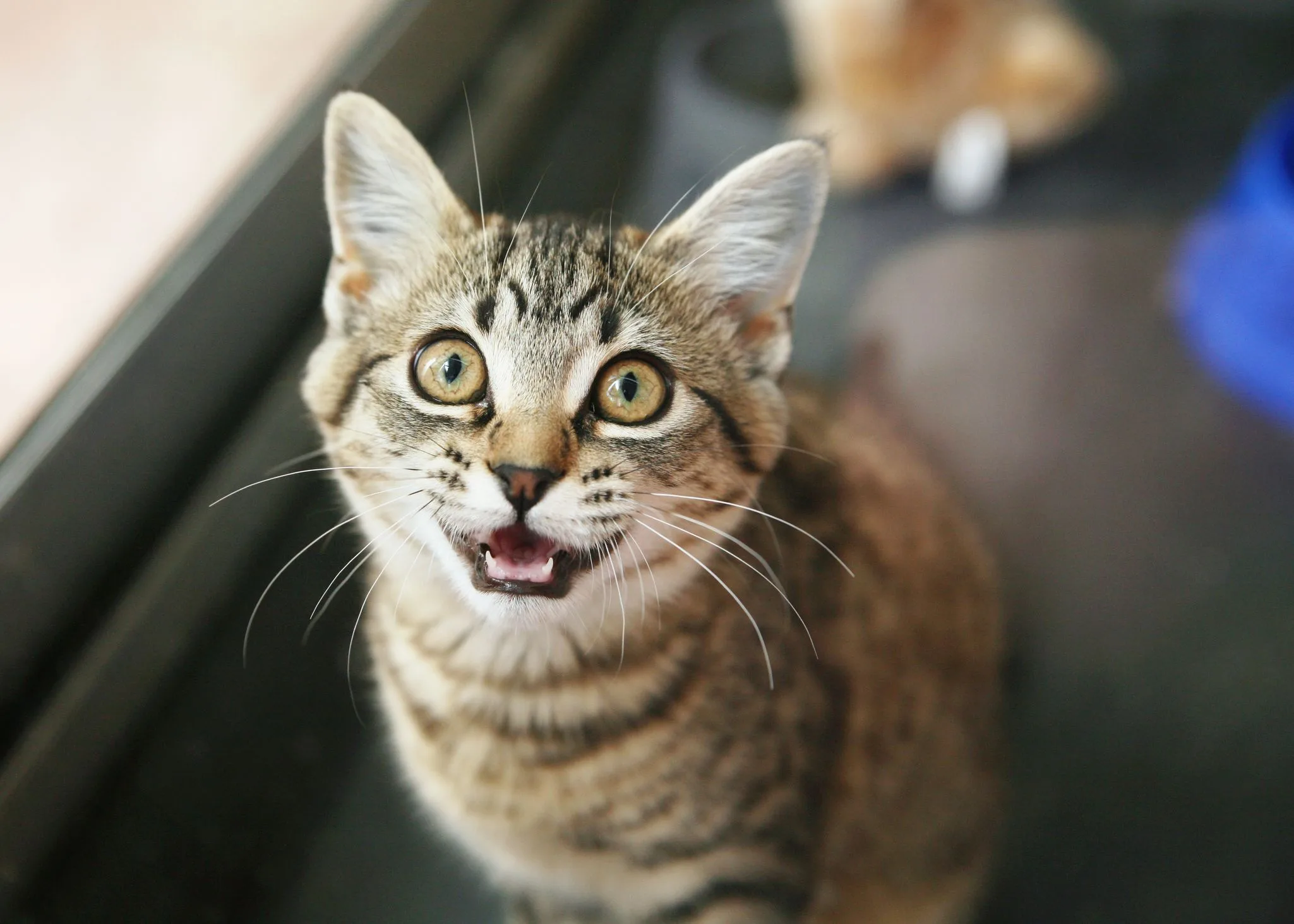 Do Cats Know Their Names Scientists Went To A Cat Cafe To Find Out Newsweek