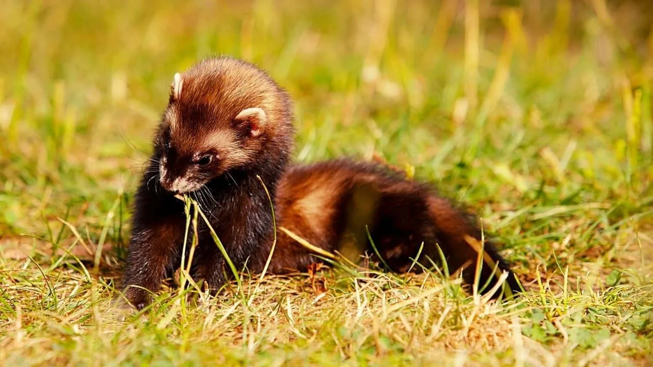 Do Sables Make Good Pets Everything You Need To Know